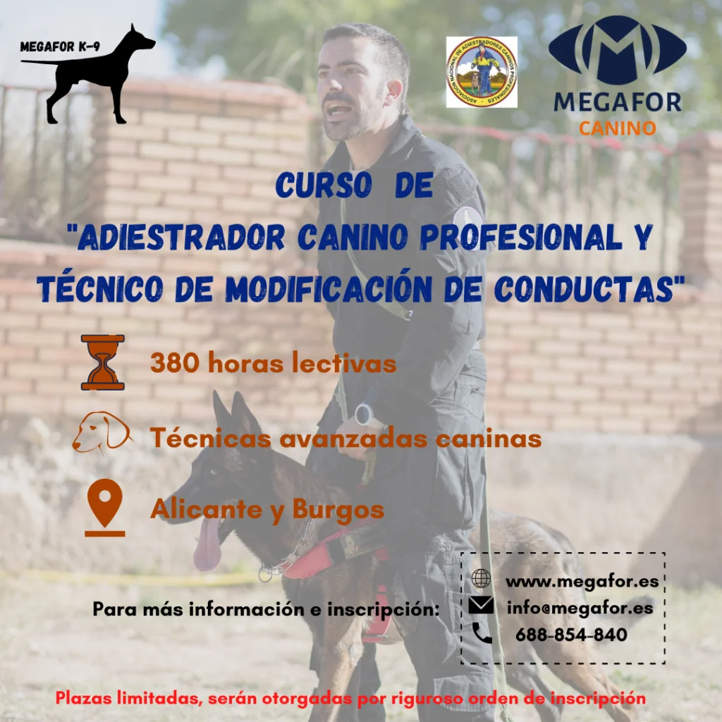 Curso canino nivel 2